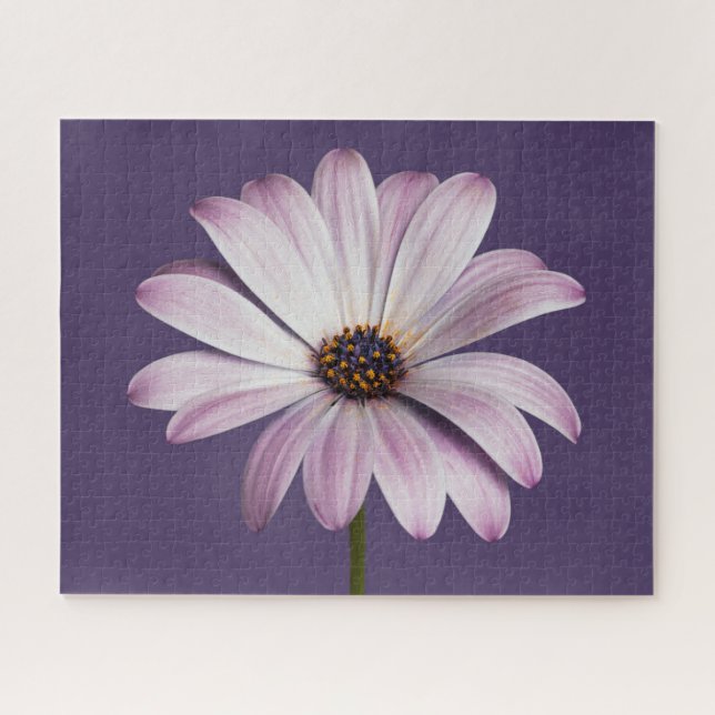 Blumen | White & Lila Daisy Puzzle (Horizontal)