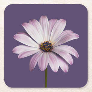 Blumen White & Lila Daisy Rechteckiger Pappuntersetzer