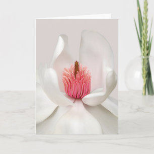 Blumen   White Magnolia Karte
