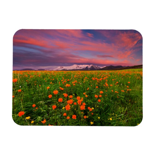 Blumen | Wildblume Felsschneebedeckte Berge Magnet (Horizontal)