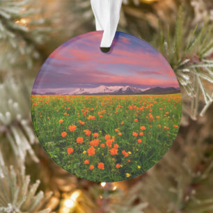 Blumen   Wildblume Felsschneebedeckte Berge Ornament