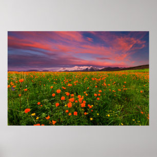 Blumen   Wildblume Felsschneebedeckte Berge Poster