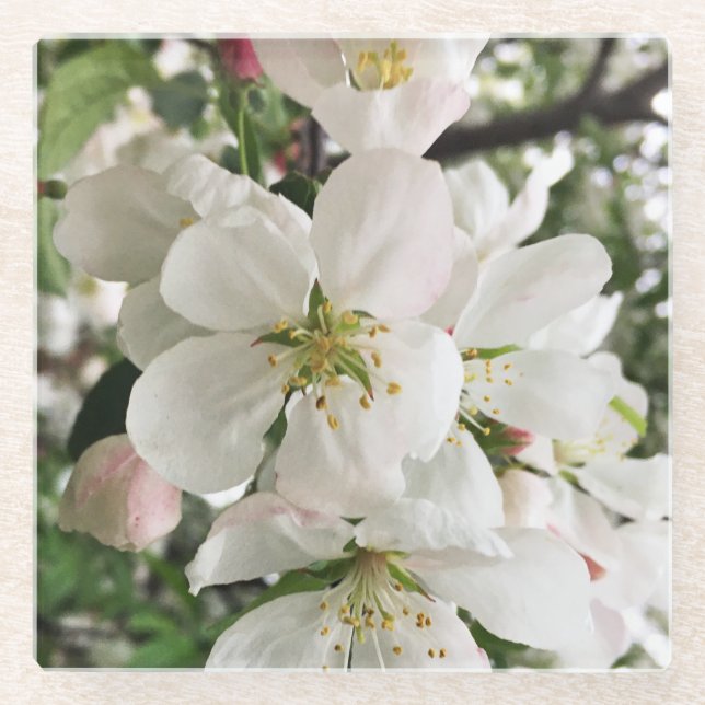 Blumenapfel Glasuntersetzer (Vorderseite)