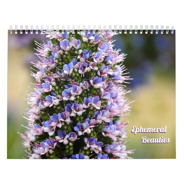 Blumenbeauty aus meiner Gartensammlung Kalender (Titelbild)