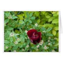 Blumenbeet im Frühjahr