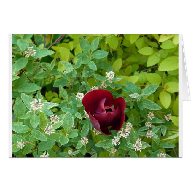 Blumenbeet im Frühjahr (Vorderseite (Horizontal))