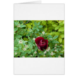 Blumenbeet im Frühjahr