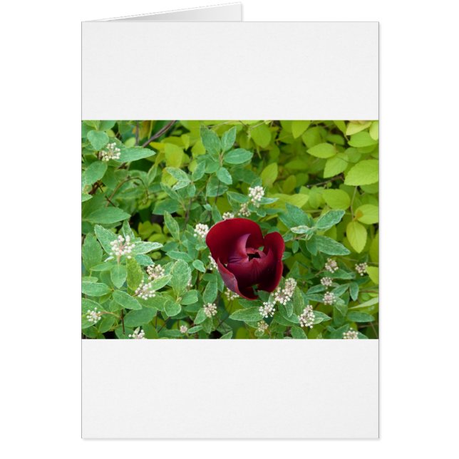 Blumenbeet im Frühjahr (Vorne)