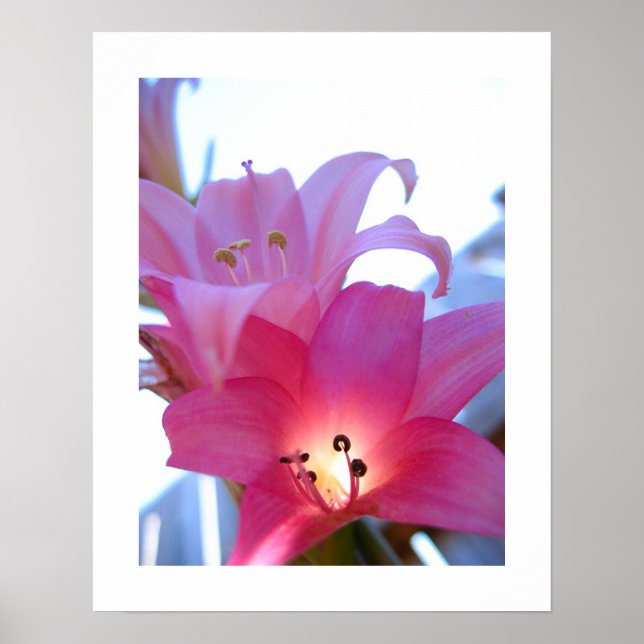 Blumenbestrahlung Poster (Vorne)