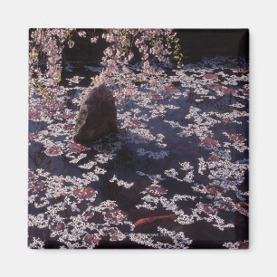 Blumenblätter, die auf Fischteich schwimmen Magnet