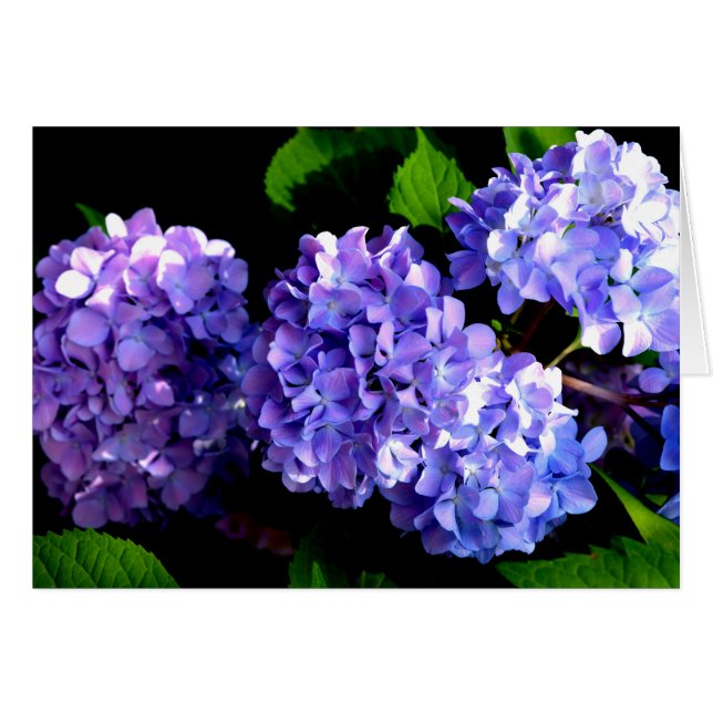 Blumenblumen, Blütenblüten, Hydrangeas (Vorderseite (Horizontal))