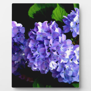 Blumenblumen, Blütenblüten, Hydrangeas Fotoplatte