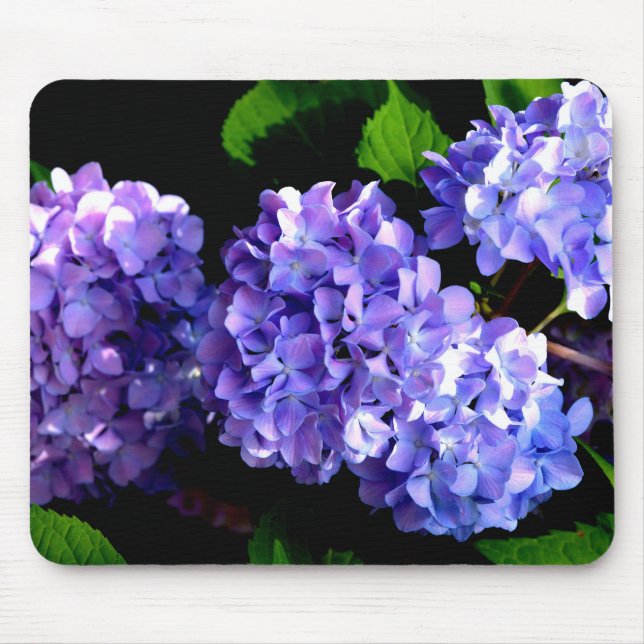 Blumenblumen, Blütenblüten, Hydrangeas Mousepad (Vorne)