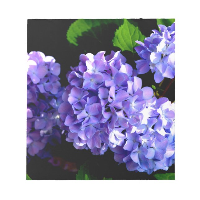 Blumenblumen, Blütenblüten, Hydrangeas Notizblock (Vorderseite)