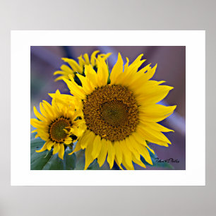 Blumencluster Sonnenblumen Nah-up-Foto Poster