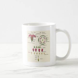 Blumendiagramm Kaffeetasse