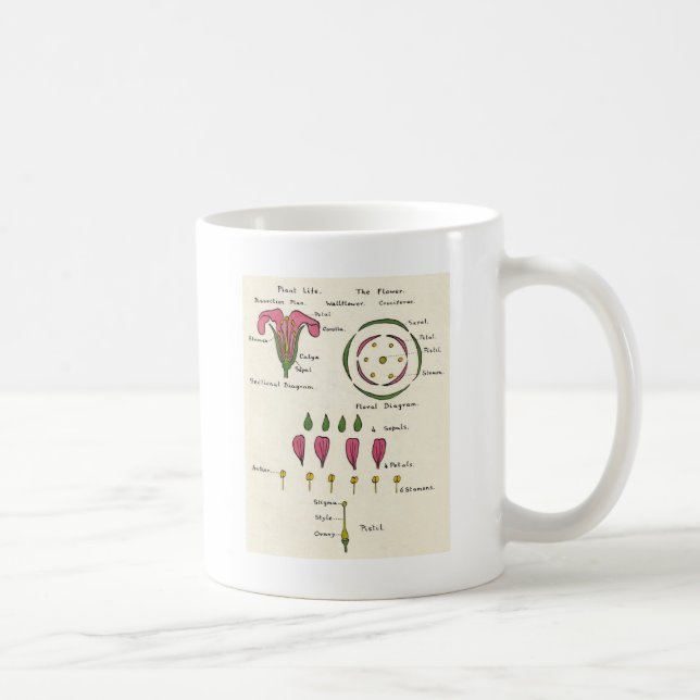 Blumendiagramm Kaffeetasse (Rechts)