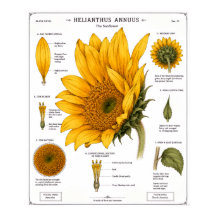 Blumendiagramm-Poster | Vintage Blumen