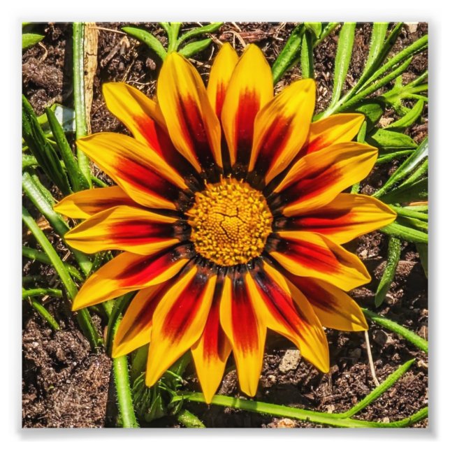 Blumendruck 1 Foto (Vorne)