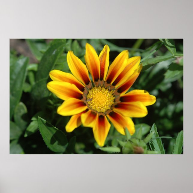 Blumendruck Poster (Vorne)