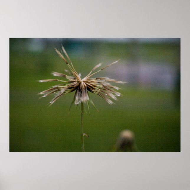 Blumendruck Poster (Vorne)