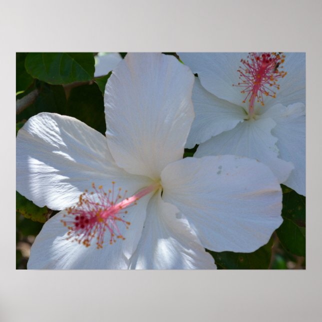 Blumenduft Canvas Print Poster (Vorne)