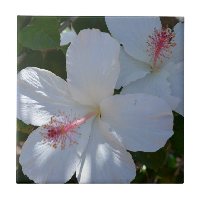 Blumenduft-Keramik-Fliese Fliese (Vorderseite)