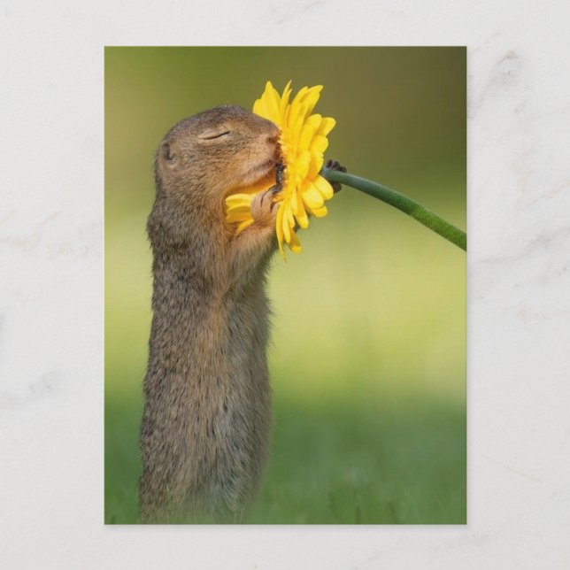 Blumeneichhörnchen Postkarte (Vorderseite)