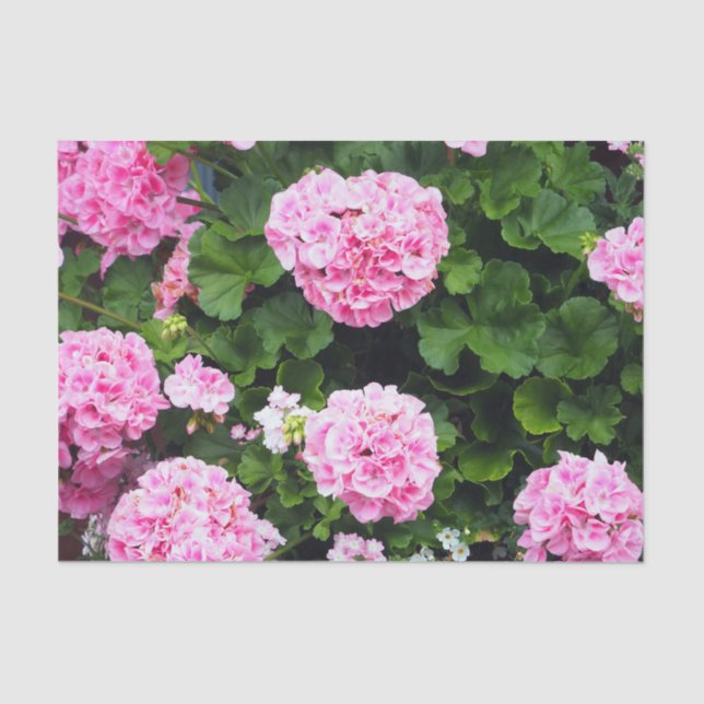 Blumenfarbenes Rosa Geranium Foto Seidenpapier (Vorderseite)