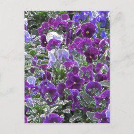 Blumenfeld 8420 Stiefmütterchen Postkarte