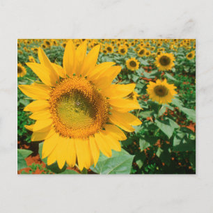 Blumenfeld. Bezirk Heidleberg Postkarte