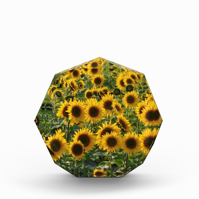 Blumenfeld Fotoblock (Vorderseite)