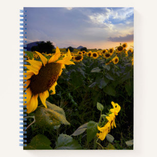Blumenfeld Notizbuch
