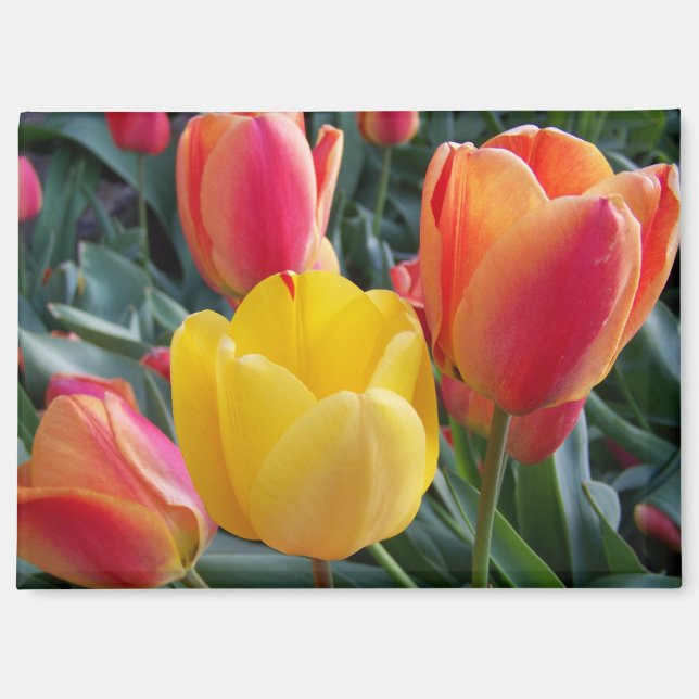 Blumenfoto Magnet (Vorderseite)