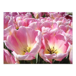Blumenfotografie druckt Tulips Blume Natur Fotodruck