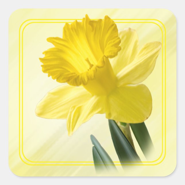 Blumenfotografie Gelbe Daffodil Naturelepsie Quadratischer Aufkleber (Vorderseite)