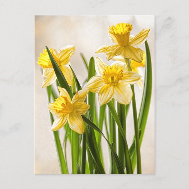 Blumenfotografie: Gelbe Frühlingsodien Postkarte (Vorderseite)