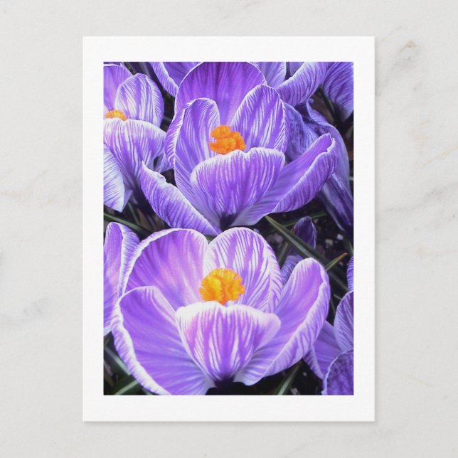 Blumenfotografie - "Lila Blume 05" Postkarte (Vorderseite)