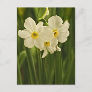 Blumenfotografie: Narzisse des weißen Frühlings Postkarte