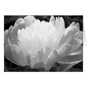 Blumenfotografie - Peony Cards