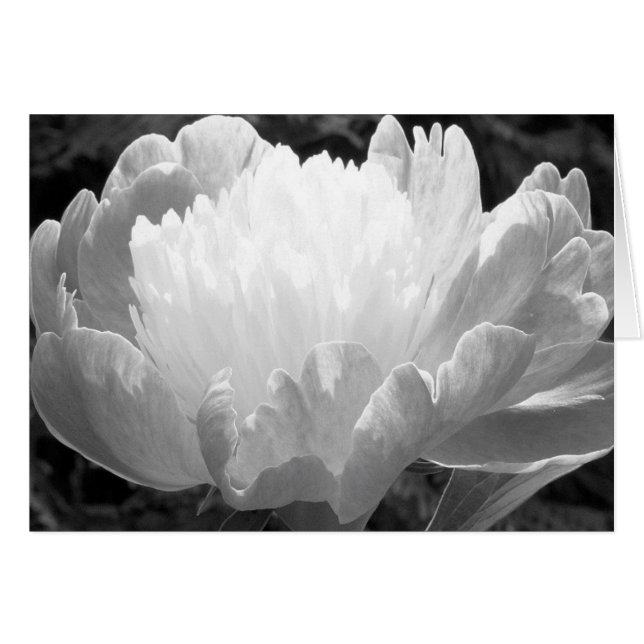 Blumenfotografie - Peony Cards (Vorderseite (Horizontal))