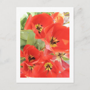 Blumenfotografie - "Rote Blume 03" Postkarte