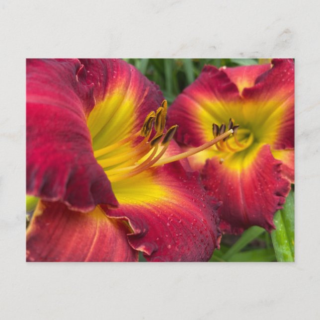 Blumenfotografie: Taglilie "Dragon King" Postkarte (Vorderseite)