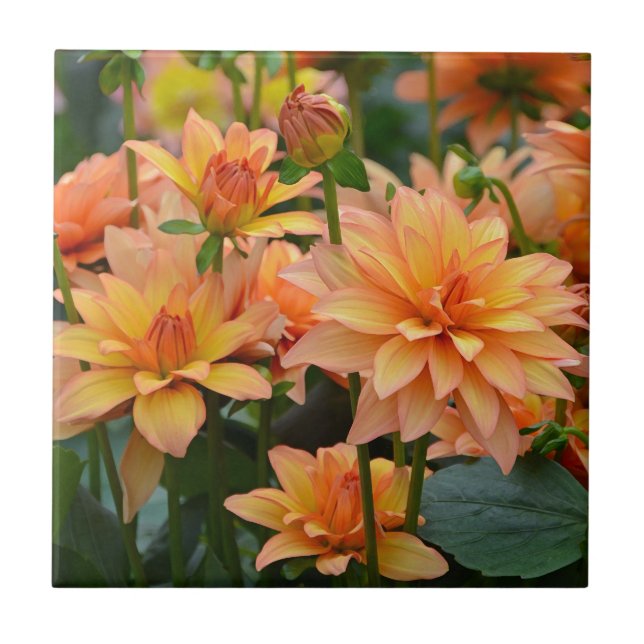 Blumengarten Orange dahlia Fliese (Vorderseite)