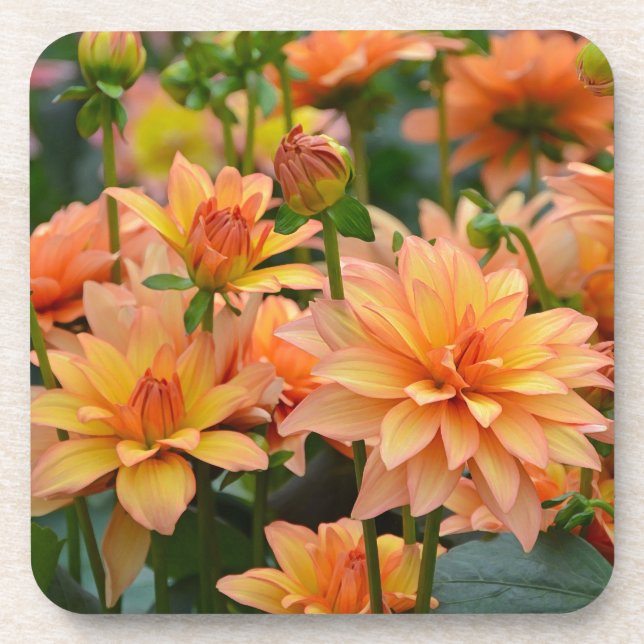 Blumengarten Orange dahlia Untersetzer (Vorderseite)