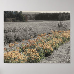 Blumengarten Vintage Teilfarbe Poster