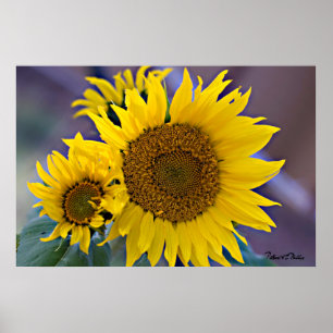 Blumengruppen-Sonnenblume-Nahaufnahme-Fotografie Poster