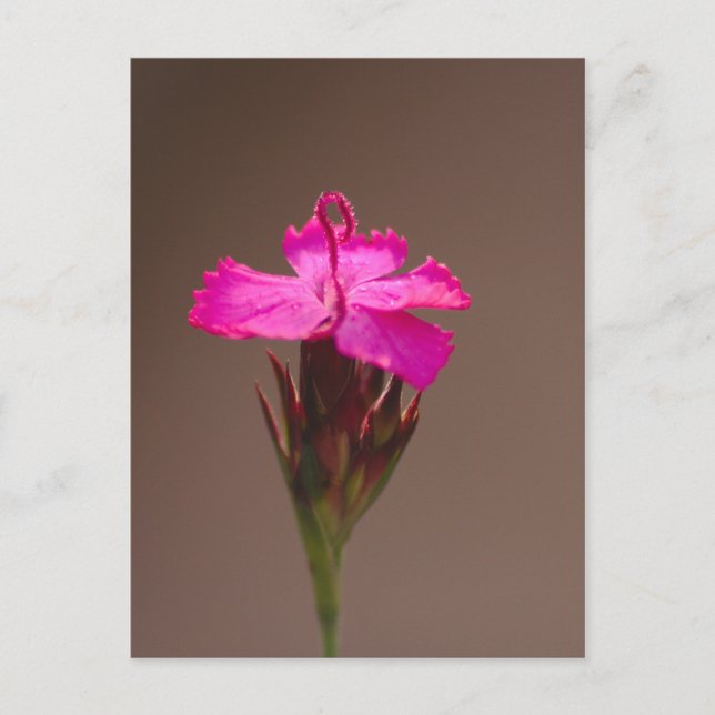 Blumengruß für Deine Liebsten Postkarte (Vorderseite)