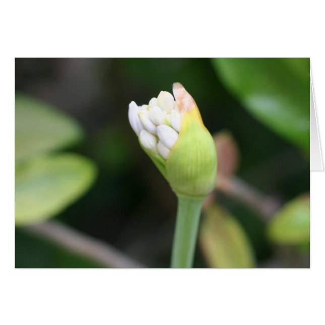 Blumenknospe freier Raum nach innen (Vorderseite (Horizontal))