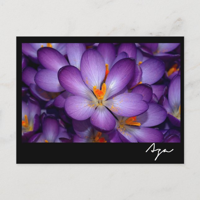 Blumenkohl Foto noch Leben. Postkarte (Vorderseite)